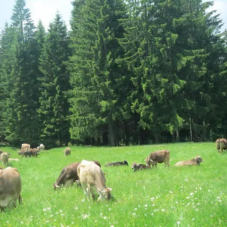 Mit Hallenbad Berg (Fischen)